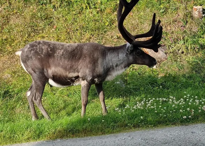 Eidekollen Apartment