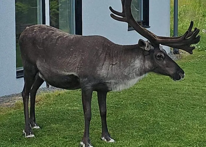 Eidekollen Apartment Tromsø